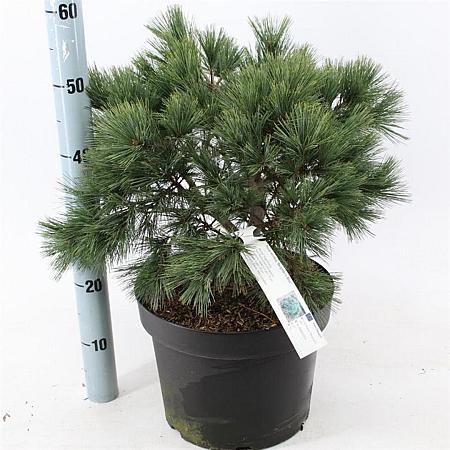 Pinus strobus 'Bergman's Mini' Pot 10 liter 40 - 50 cm
