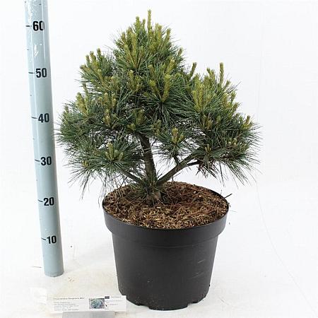 Pinus strobus 'Bergman's Mini' Pot 10 liter 40 - 50 cm