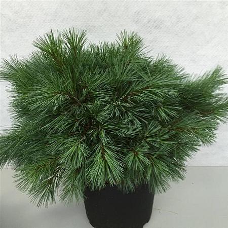 Pinus strobus 'Blue Shag' Pot 10 liter 40 - 50 cm