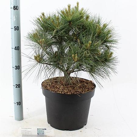 Pinus strobus 'Radiata' Pot 10 liter 40 - 50 cm