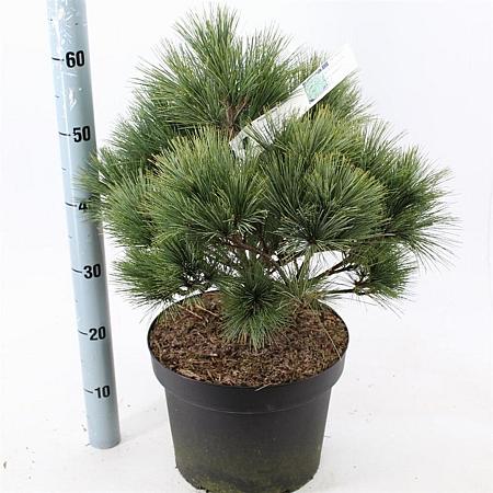 Pinus strobus 'Radiata' Pot 10 liter 40 - 50 cm