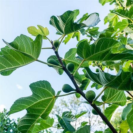 Ficus carica Pot 20 Liter 60 - 80 cm