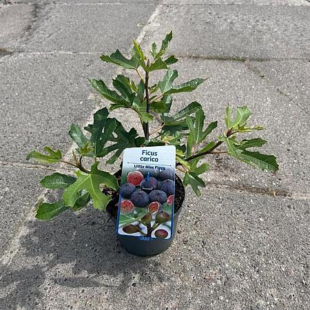 Ficus car. Little Miss Figgy Pot 2 Liter30 - 40 cm