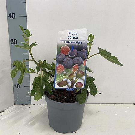 Ficus car. Little Miss Figgy Pot 2 Liter30 - 40 cm