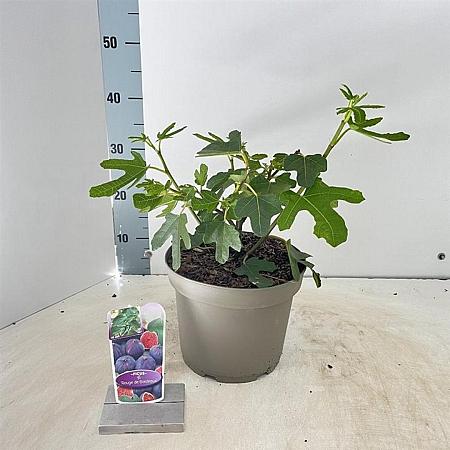 Ficus car. 'Rouge de Bordeaux' Pot 5 Liter 50 - 60 cm