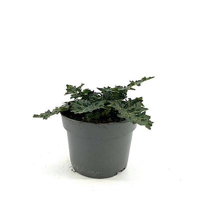 Acanthus spinosus Pot 2 Liter