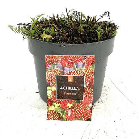 Achillea m. 'Paprika' Pot 2 Liter