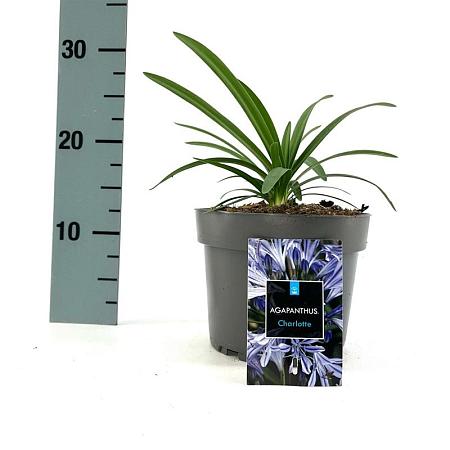 Agapanthus 'Charlotte' Pot 2 Liter