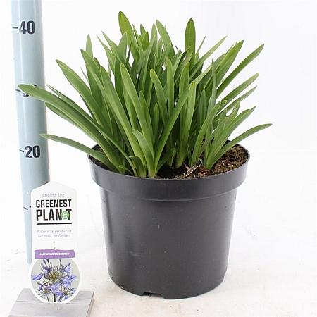 Agapanthus 'Dr Brouwer' Pot 7,5 liter 30-35cm
