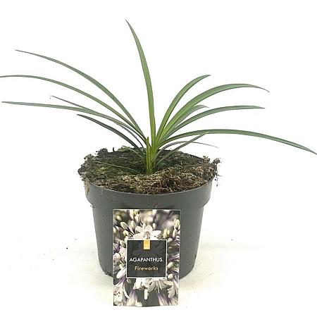 Agapanthus Fireworks Pot 2 Liter