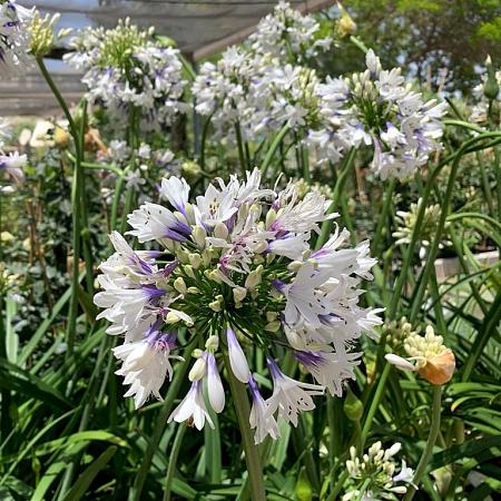 Agapanthus Fireworks Pot 2 Liter