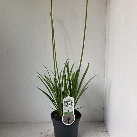 Agapanthus 'Leicester' Pot 3 liter 25-30cm