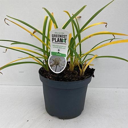 Agapanthus 'Leicester' Pot 7,5 liter 30-35cm