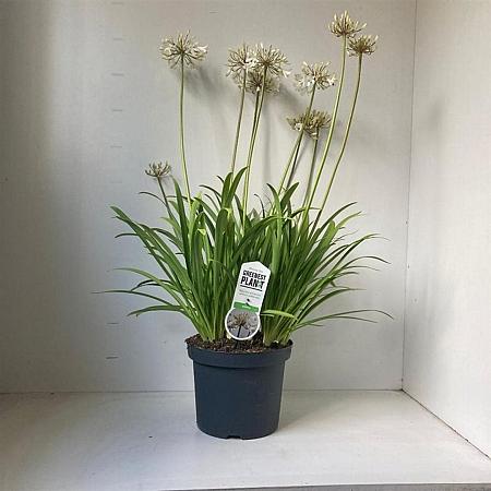 Agapanthus 'Leicester' Pot 7,5 liter 30-35cm