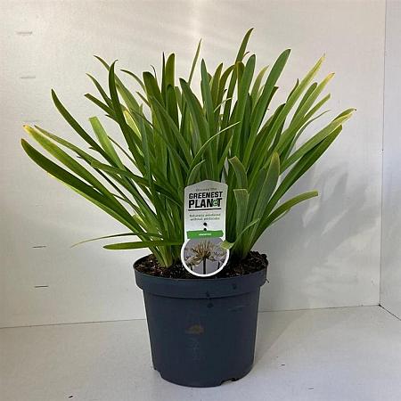 Agapanthus 'Leicester' Pot 7,5 liter 30-35cm
