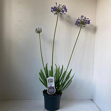 Agapanthus 'Sunfield' Pot 3 liter 25-30cm