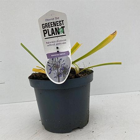 Agapanthus 'Sunfield' Pot 3 liter 25-30cm