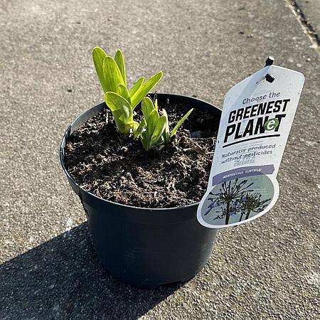 Agapanthus 'Sunfield' Pot 3 liter 25-30cm