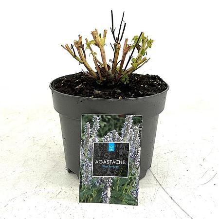 Agastache 'Blue Fortune' Pot 2 Liter