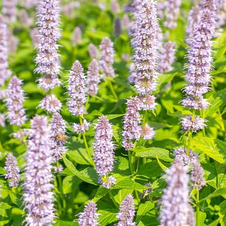 Agastache 'Blue Fortune' Pot 2 Liter