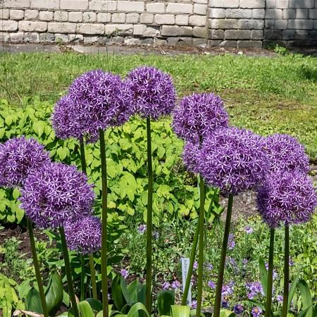Allium 'Globemaster' Pot 5 liter 25-30cm
