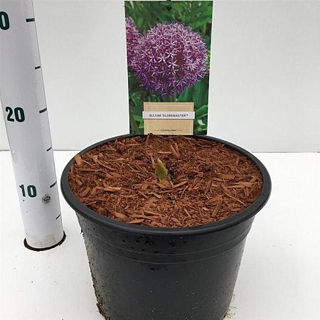 Allium 'Globemaster' Pot 5 liter 25-30cm