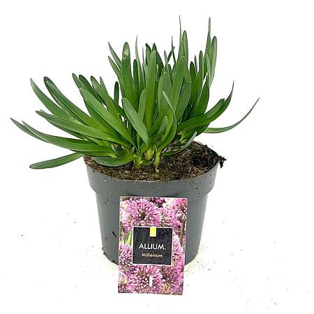 Allium 'Millenium' Pot 2 Liter