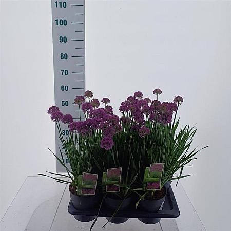 Allium 'Millenium' Pot 2 Liter 20 - 30 cm