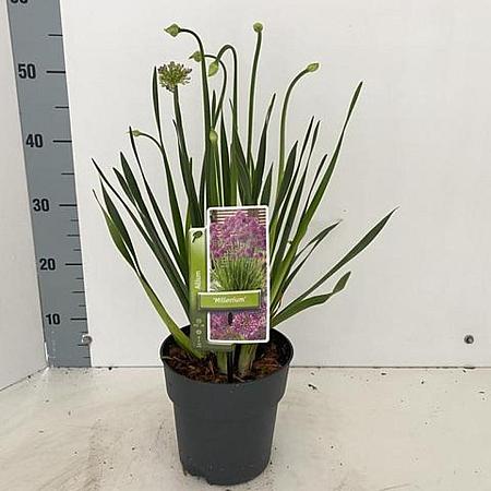 Allium 'Millenium' Pot 2 Liter 20 - 30 cm