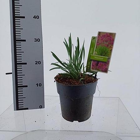 Allium 'Millenium' Pot 2 Liter 20 - 30 cm