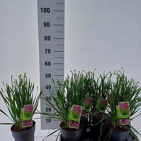 Allium 'Millenium' Pot 2 Liter 20 - 30 cm