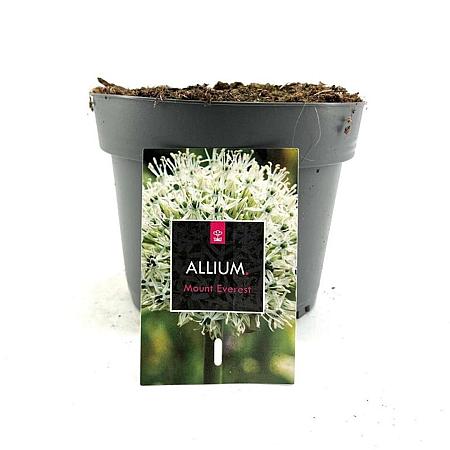 Allium stipitatum 'Mount Everest' Pot 2 Liter