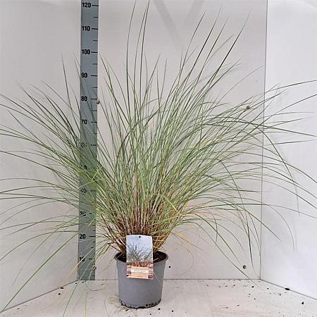 Ammophila arenaria Pot 4 Liter 50 - 60 cm
