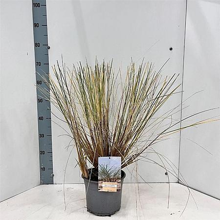 Ammophila arenaria Pot 4 Liter 50 - 60 cm