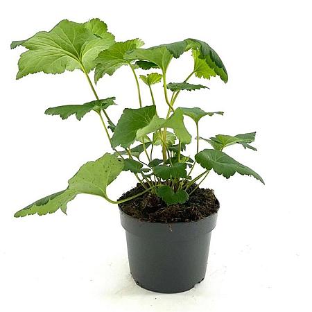 Anemone h. 'September Charm' Pot 2 Liter