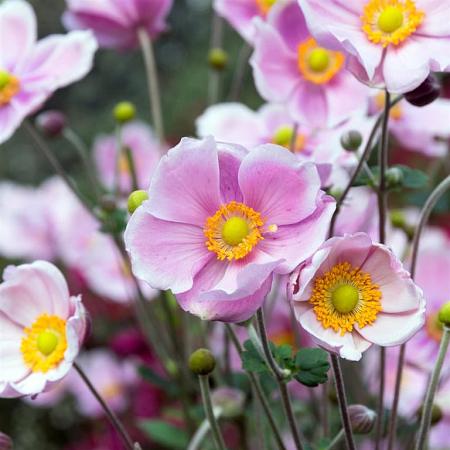 Anemone h. 'September Charm' Pot 2 Liter