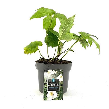Anemone hyb. 'Honorine Jobert' Pot 2 Liter