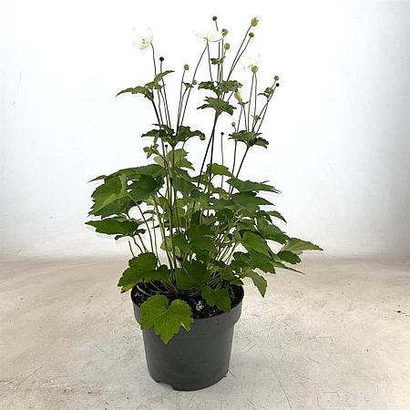 Anemone hyb. 'Honorine Jobert' Pot 5 Liter 