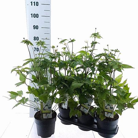 Anemone hyb. 'Honorine Jobert' Pot 3 Liter 30 - 40 cm