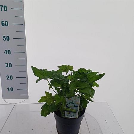 Anemone hyb. 'Honorine Jobert' Pot 3 Liter 30 - 40 cm