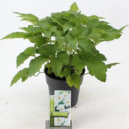 Anemone hyb. 'Honorine Jobert' Pot 3 Liter 30 - 40 cm