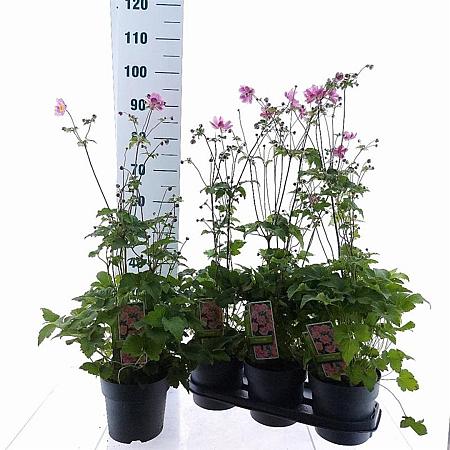 Anemone hyb. 'Serenade' Pot 3 Liter 30 - 40 cm