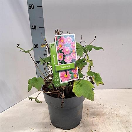 Anemone hyb. 'Serenade' Pot 3 Liter 30 - 40 cm