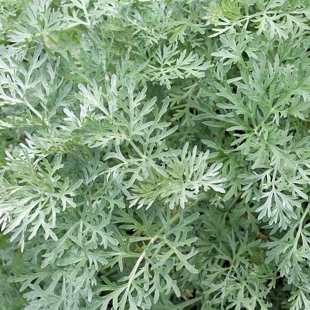 Artemisia 'Powis Castle' Pot 2 Liter