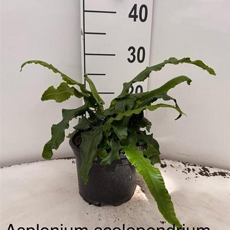Asplenium scolopendrium Pot 2 Liter 20 - 30 cm