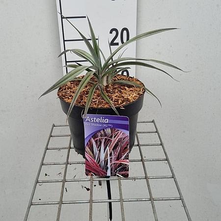 Astelia Red Shadow Pot 2 Liter 20 - 30 cm