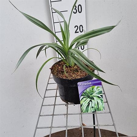 Astelia 'Silver Shadow' Pot 2 Liter 20 - 30 cm