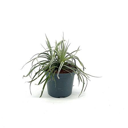 Astelia 'Silver Shadow' Pot 2 Liter 20 - 30 cm