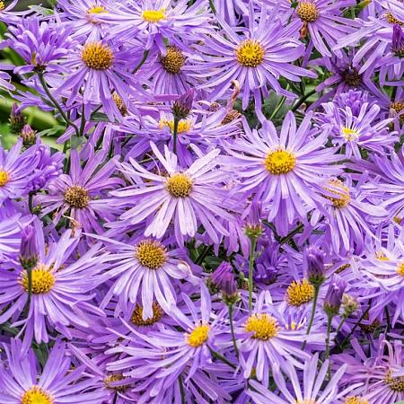 Aster frikartii 'Mönch' Pot 2 Liter