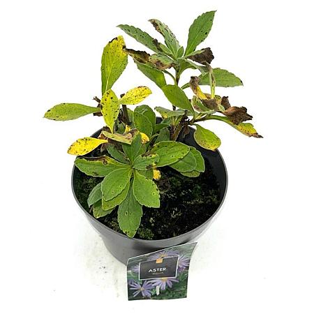 Aster frikartii 'Mönch' Pot 2 Liter